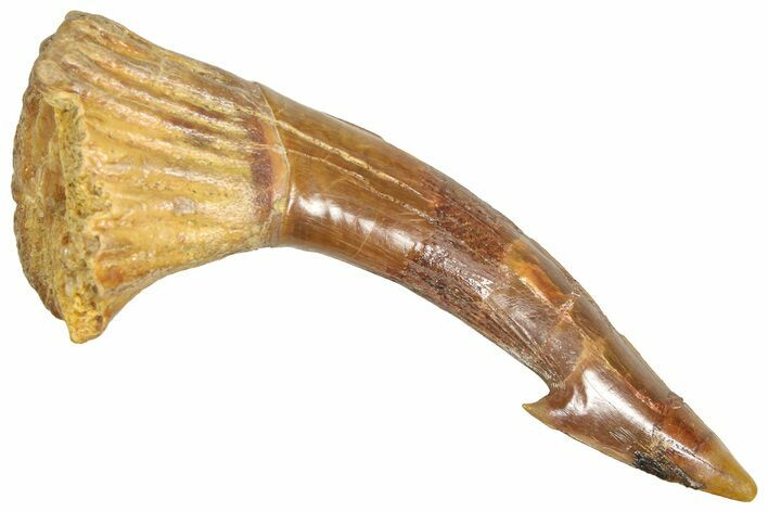 Bargain, Fossil Sawfish (Onchopristis) Rostral Barb - Morocco #366677